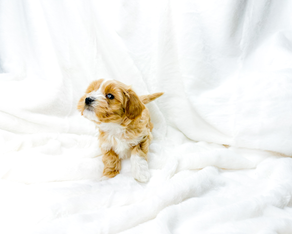 Maltipoo Pup Being Cute