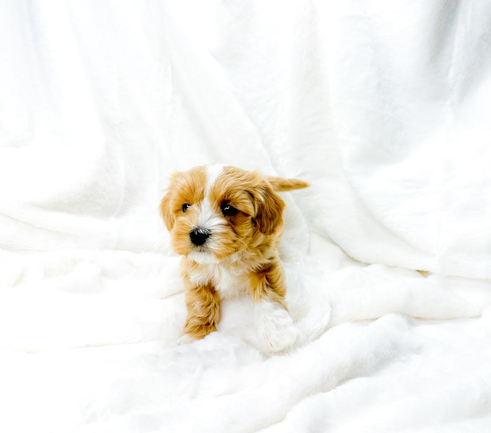 Cute Malt a Poo Poodle Mix Puppy