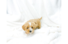 Maltipoo Puppy for Adoption