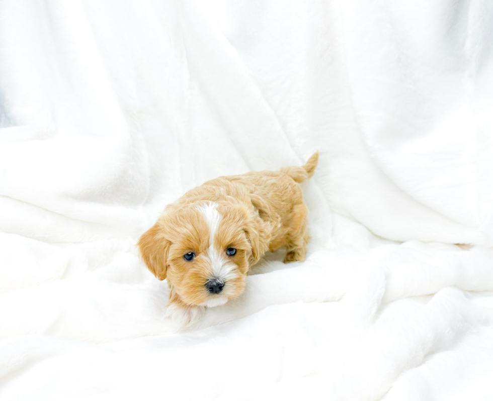 Maltipoo Puppy for Adoption