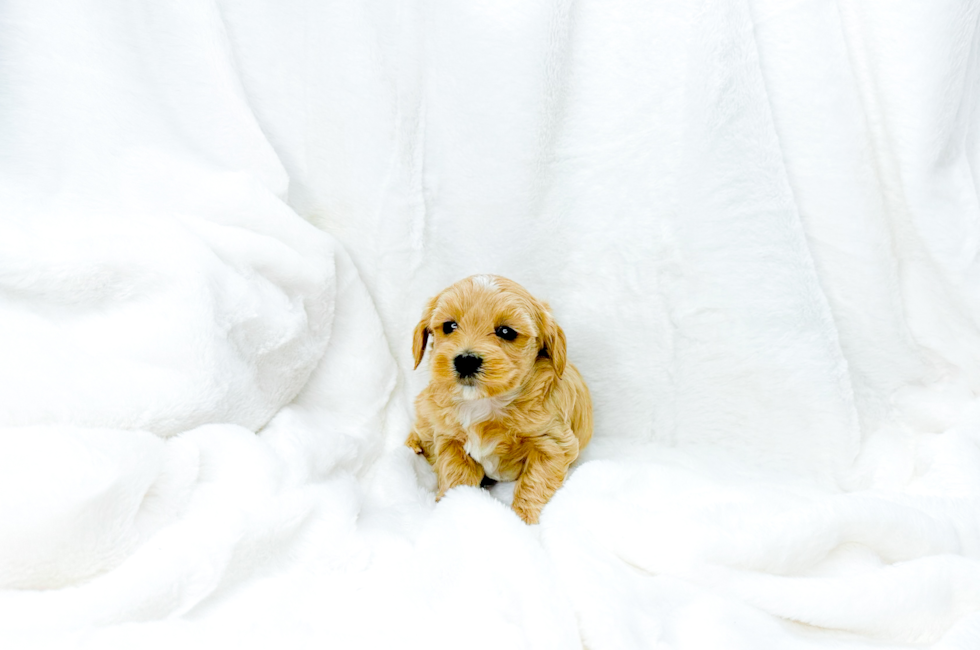 7 week old Maltipoo Puppy For Sale - Simply Southern Pups