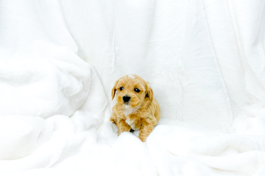 Best Maltipoo Baby