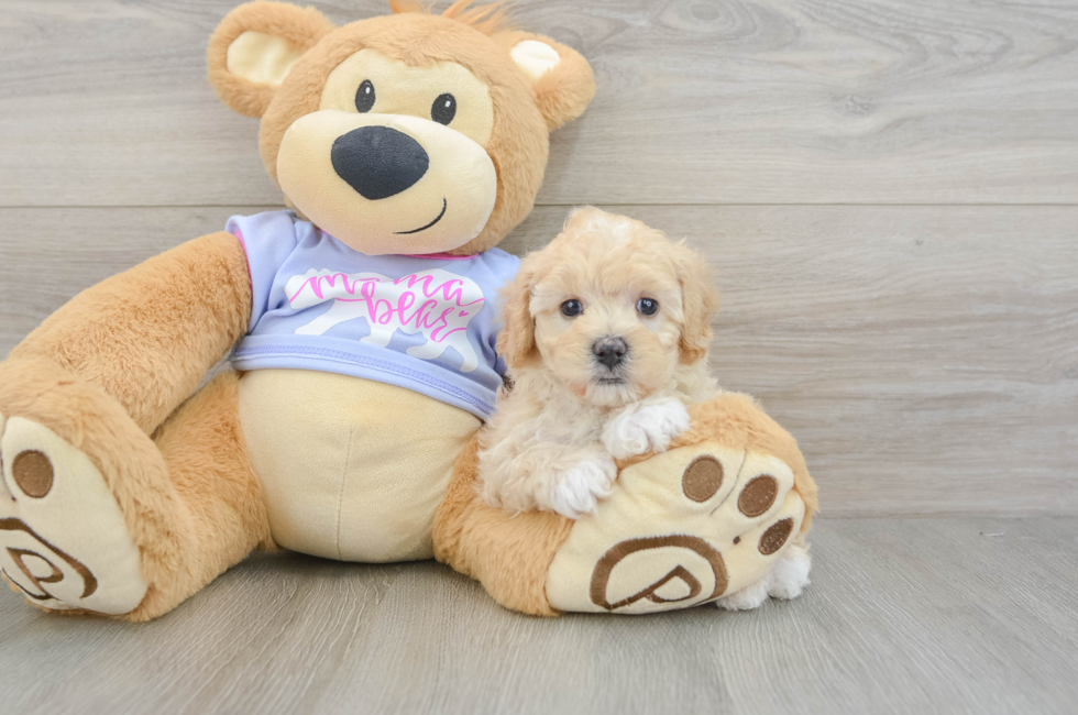 6 week old Maltipoo Puppy For Sale - Simply Southern Pups