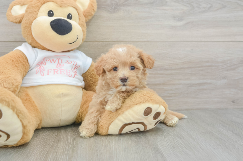 6 week old Maltipoo Puppy For Sale - Simply Southern Pups