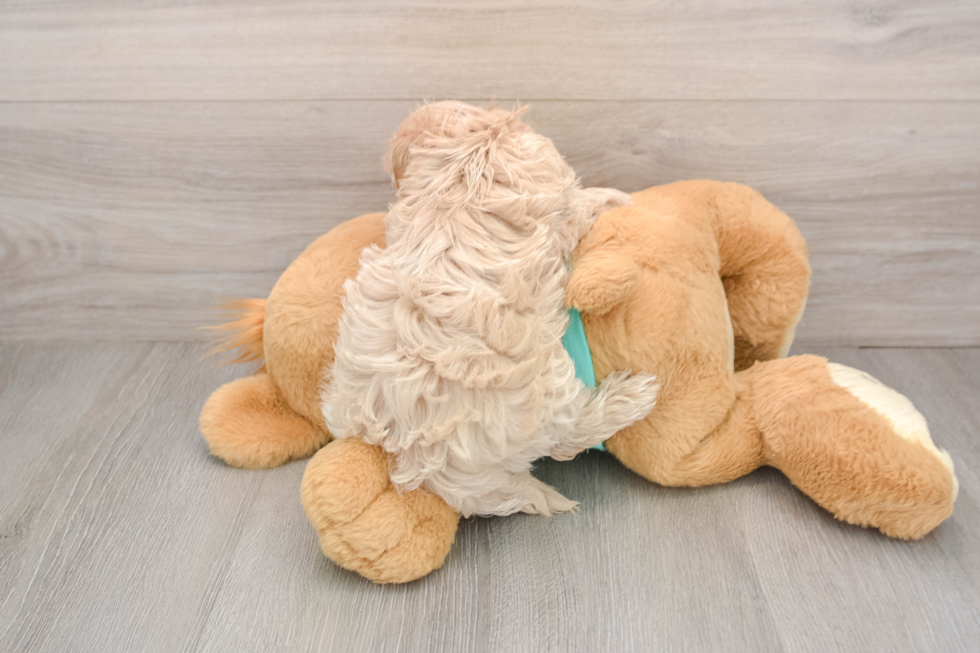 Fluffy Maltipoo Poodle Mix Pup