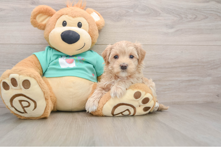 Maltipoo Puppy for Adoption