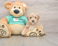 9 week old Maltipoo Puppy For Sale - Simply Southern Pups