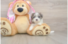 Smart Maltipoo Poodle Mix Pup
