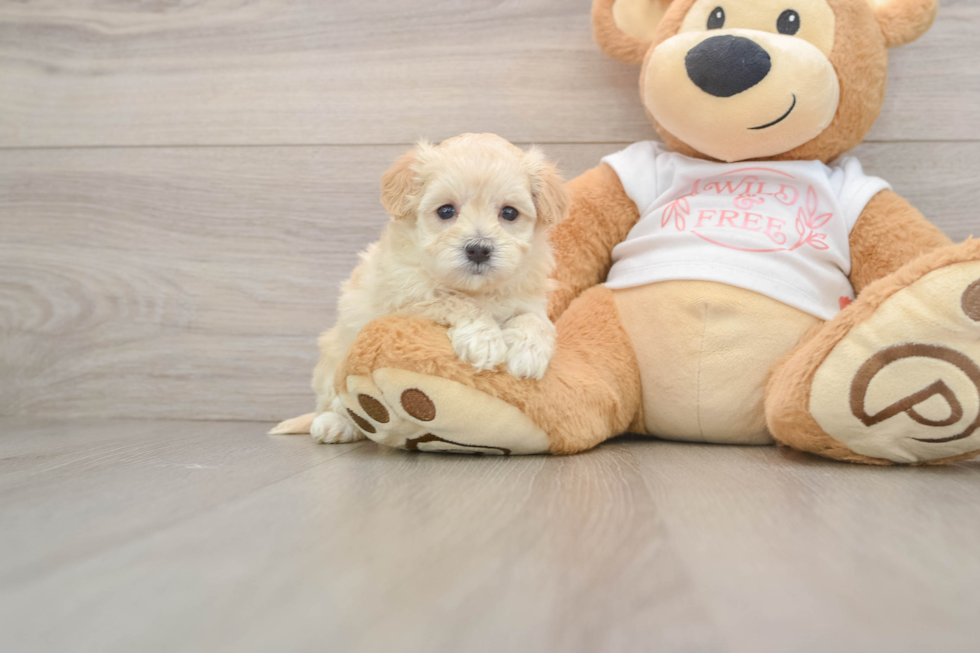 Fluffy Maltipoo Poodle Mix Pup