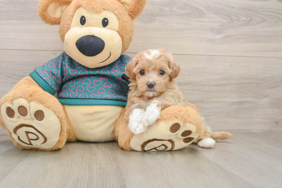 Maltipoo Pup Being Cute
