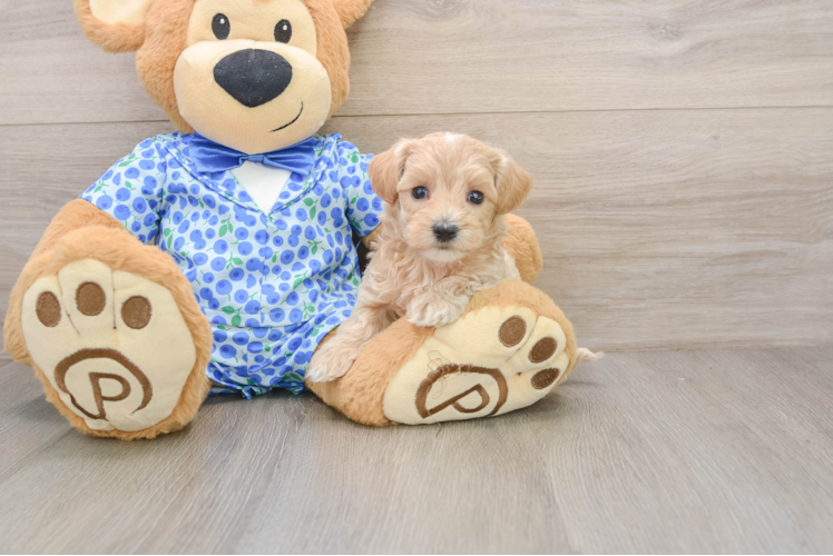 Friendly Maltipoo Baby