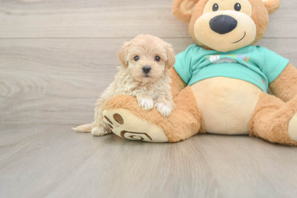 Energetic Maltepoo Poodle Mix Puppy