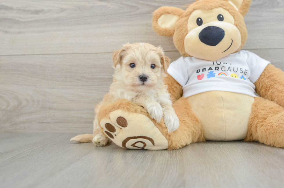 7 week old Maltipoo Puppy For Sale - Simply Southern Pups