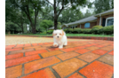 Cute Maltipoo Baby