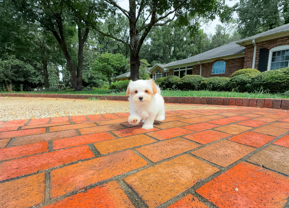 Cute Maltipoo Baby