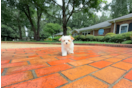Cute Maltipoo Baby