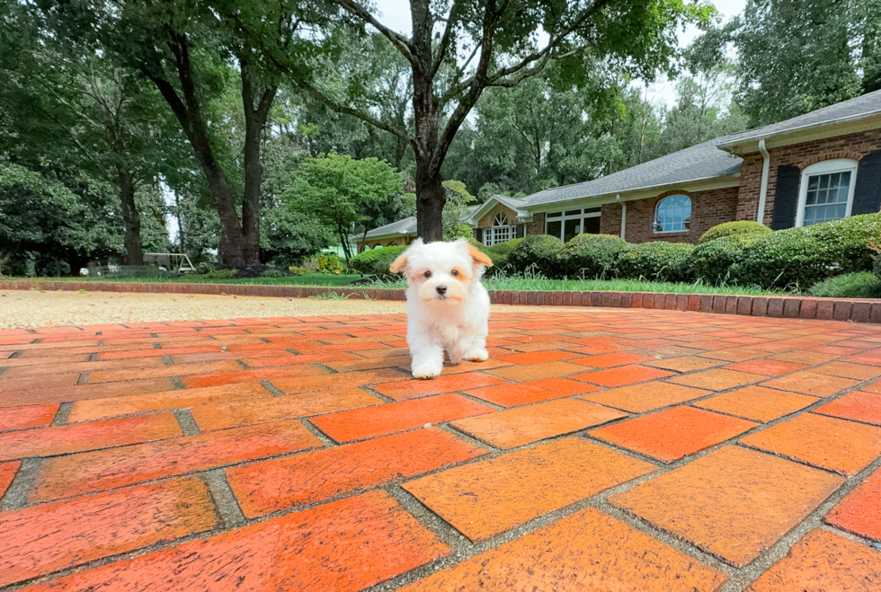 Cute Maltipoo Baby