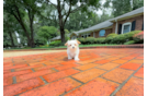 Maltipoo Puppy for Adoption