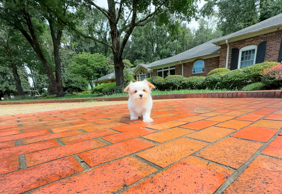 Maltipoo Puppy for Adoption