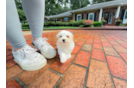 Best Maltipoo Baby
