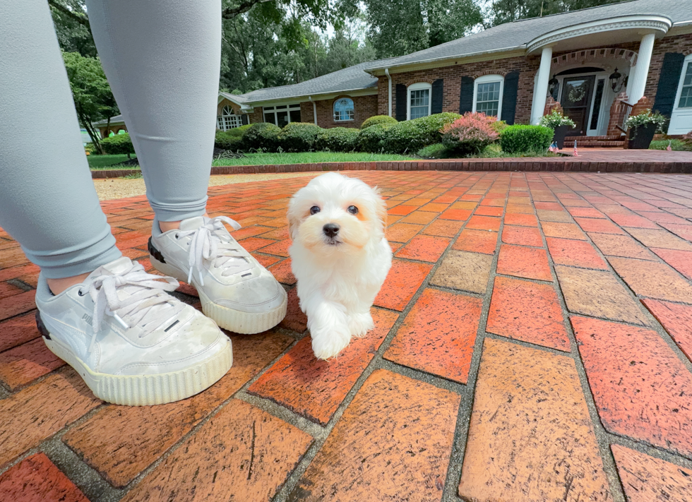 Best Maltipoo Baby