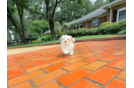 Best Maltipoo Baby