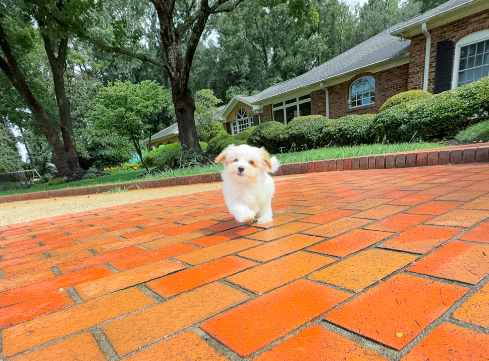 Best Maltipoo Baby