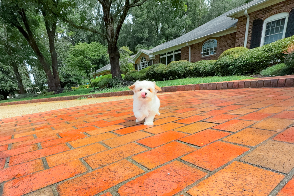Cute Maltipoo Baby