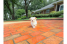 Maltipoo Puppy for Adoption