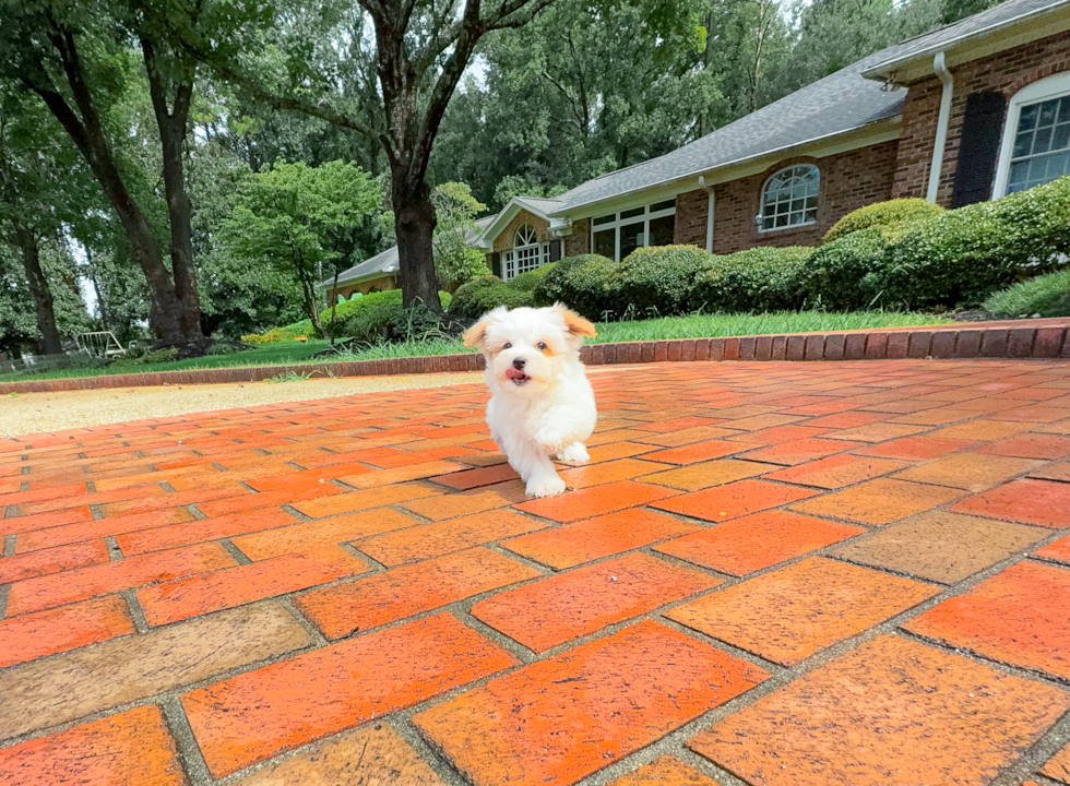 Maltipoo Puppy for Adoption
