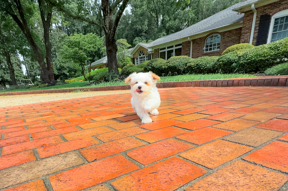 10 week old Maltipoo Puppy For Sale - Simply Southern Pups