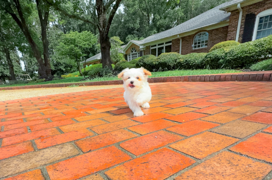 Maltipoo Puppy for Adoption