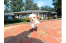 Cute Malt a Poo Poodle Mix Puppy