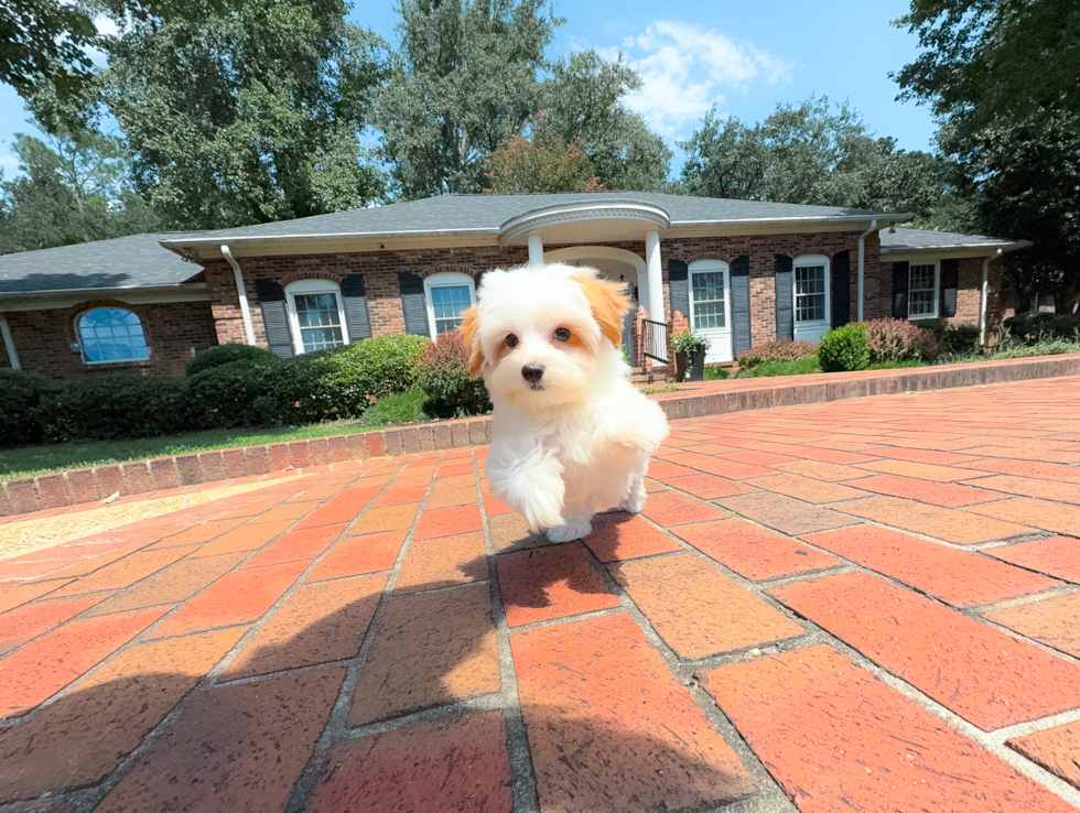 Cute Malt a Poo Poodle Mix Puppy