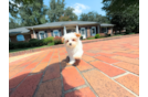 Cute Maltipoo Poodle Mix Pup
