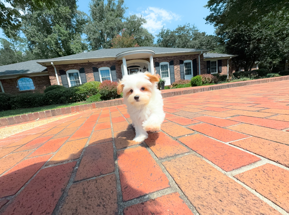 Cute Maltipoo Poodle Mix Pup