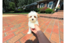 Cute Maltipoo Baby