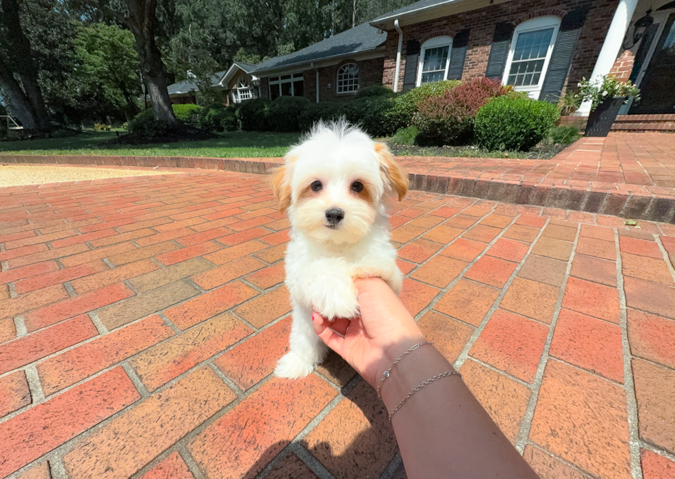 Cute Maltipoo Baby