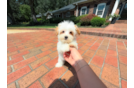 Maltipoo Puppy for Adoption