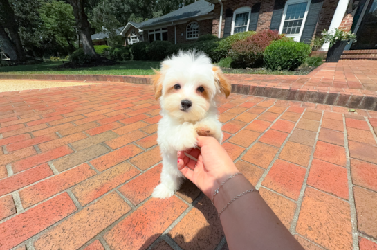 Maltipoo Puppy for Adoption