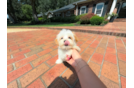 Cute Malt a Poo Poodle Mix Puppy