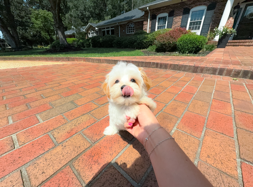 Cute Malt a Poo Poodle Mix Puppy