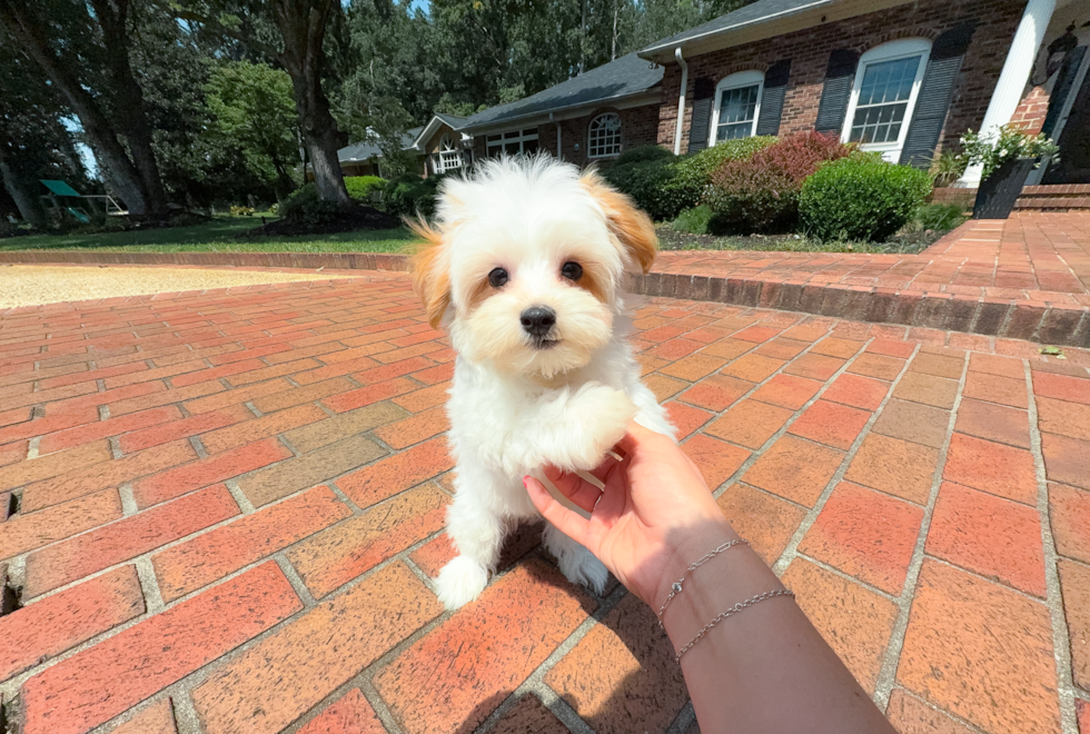 Cute Maltipoo Baby