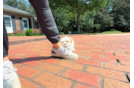 Maltipoo Puppy for Adoption