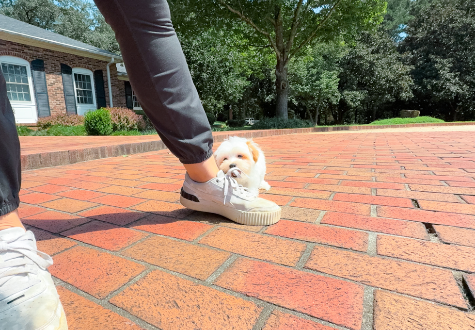 Maltipoo Puppy for Adoption