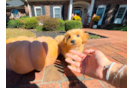 Cute Maltipoo Poodle Mix Pup