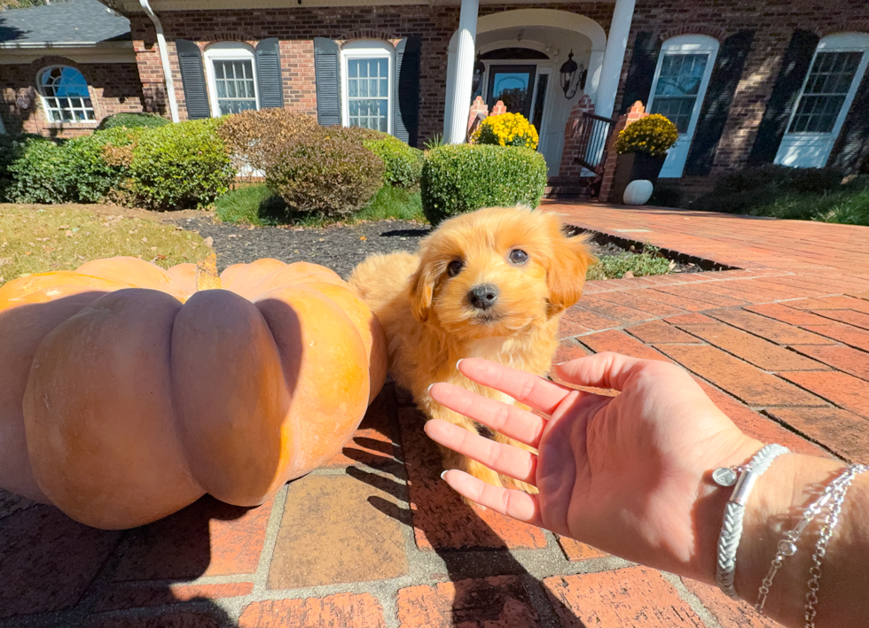 Cute Maltipoo Poodle Mix Pup