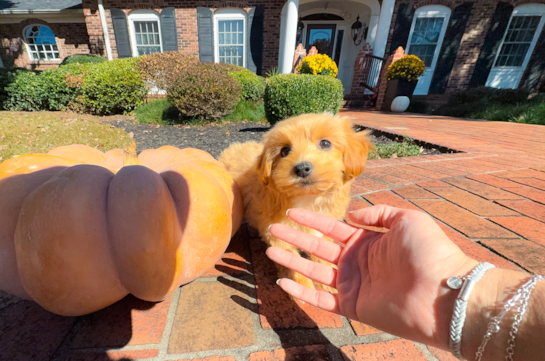 Cute Maltipoo Poodle Mix Pup