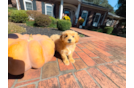 Maltipoo Puppy for Adoption