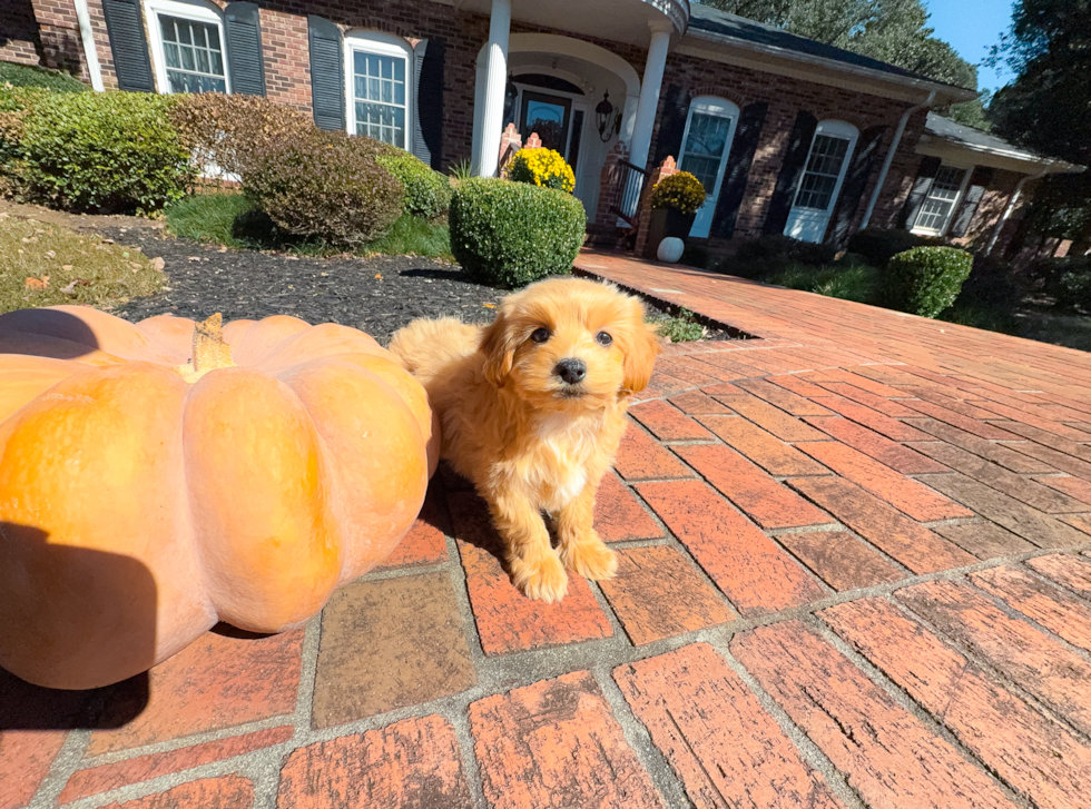 Maltipoo Puppy for Adoption